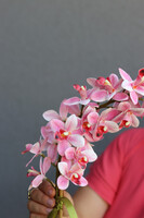 Thai Pink, gumowy storczyk w naczyniu