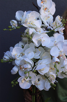 Luise Saute, storczyk w stretchu do Twojej donicy