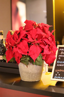 Gwiazda Betlejemska Modern Concrete Small, wysokiej jakości sztuczna roślina