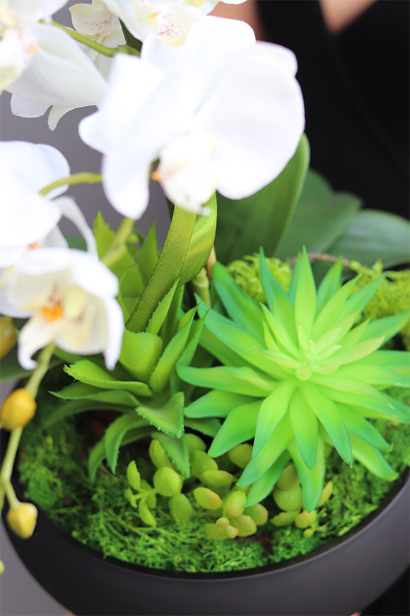 Kleneta Black, storczyk & sukulenty w czarnej misie,wys.54cm