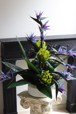 Niebieska Strelicja, egzotyczna kompozycja w donicy, wys.80cm