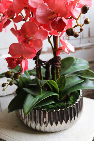 Koralovy Silver, różowy storczyk w srebrnej misie, wys.63cm