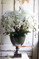 elegancki storczyk w pucharze, Pucharro, wys.86cm 