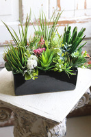 Landi, kompozycja z sukulentów w czarnej doniczce