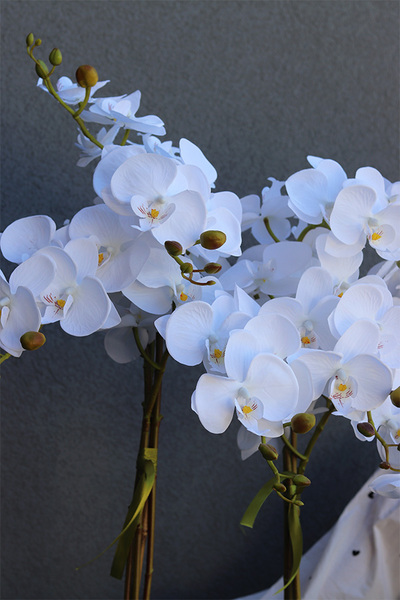 duży storczyk Marco Mediolan Hotel w brązowej plastikowej donicy, wys.101cm