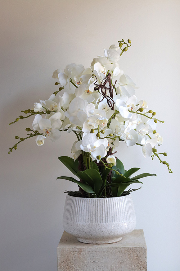 Biel Mineni, stylowy storczyk w doniczce ze wzorem