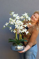 Nemmita Pompadour Silver, delikatny storczyk w srebrnej misie