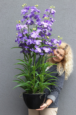 Ambasador Fiolet, duży sztuczny storczyk XXL w doniczce, wys.120cm