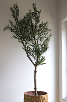 Oliwka Goldi Max, sztuczne drzewko w metalowej donicy
