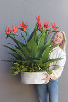 Strelicja Saute Round, kompozycja kwiatowa do Twojej donicy