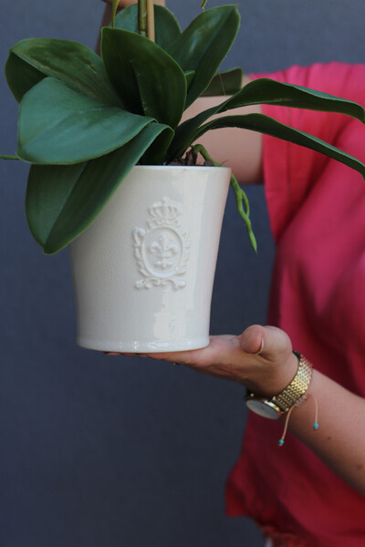 Thai Pink, gumowy storczyk w naczyniu