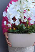 Beige Modeno, elegancki storczyk w beżowej donicy