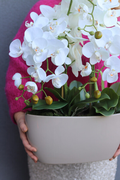 Beige Modeno, elegancki storczyk w beżowej donicy