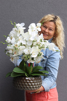 Borgio Nedila, sztuczny storczyk w brązowej osłonce