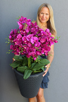 Fuksja Moreno Grande2, duży sztuczny storczyk w antracytowej donicy