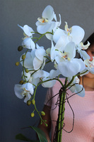 Gold Terra 2, elegancki storczyk w ceramicznej donicy, wys.54cm 