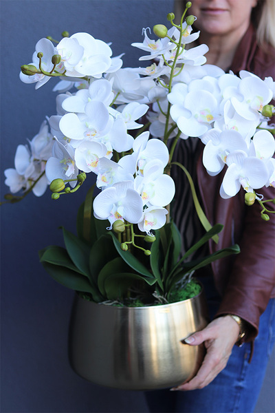 Figaria Gold, gumowy w złotej donicy