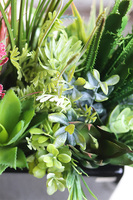 Landi, kompozycja z sukulentów w czarnej doniczce