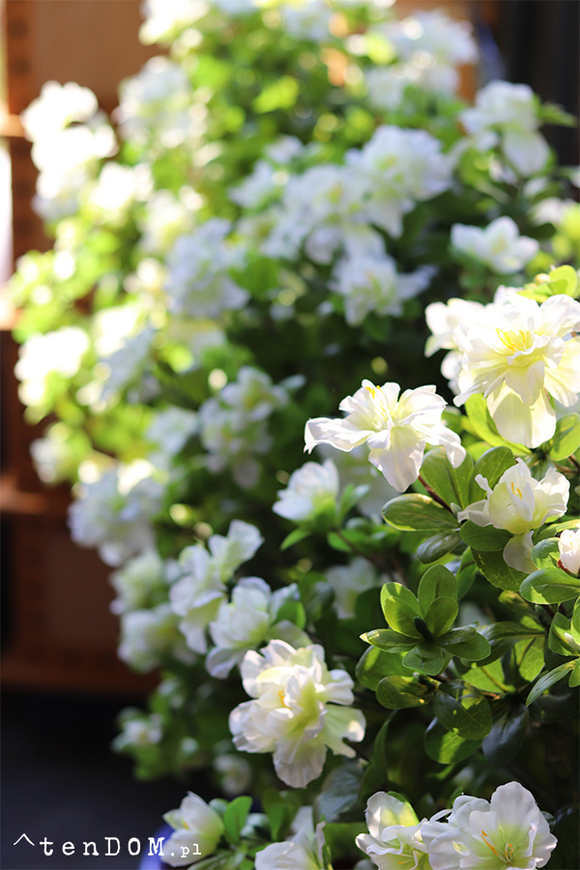 Azalia, sztuczna roślina w doniczce