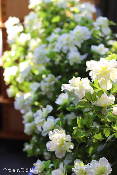 Azalia, sztuczna roślina w doniczce