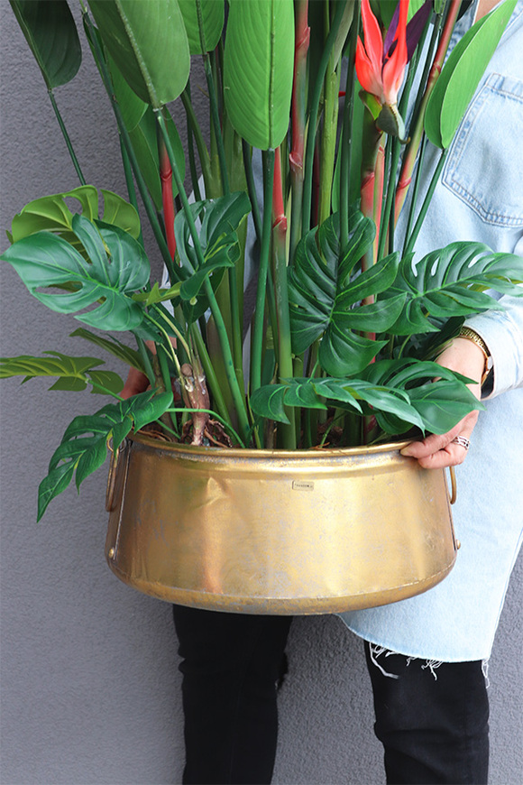 Strelicja El Dorado Red, egzotyczna kompozycja w złotej donicy