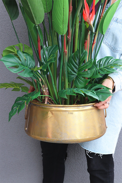 Strelicja El Dorado Red, egzotyczna kompozycja w złotej donicy