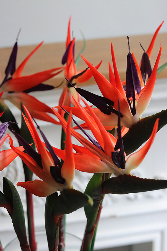 Strelicja Królewska Czerwona, bukiet kwiatów do wazonu