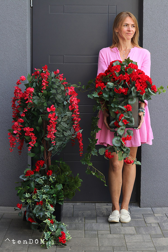 Pelargonie Reddine, dekoracja we wkładzie do donicy