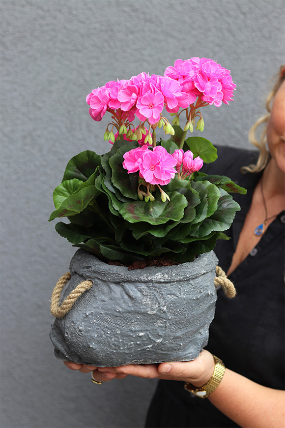 Pelargonia Volcan, pelargonie w naczyniu