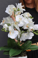 White Rebelina, sztuczny storczyk w białej doniczce