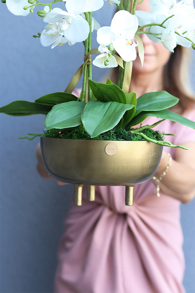 Złota Baśń, storczyk w złotej osłonce na nóżkach