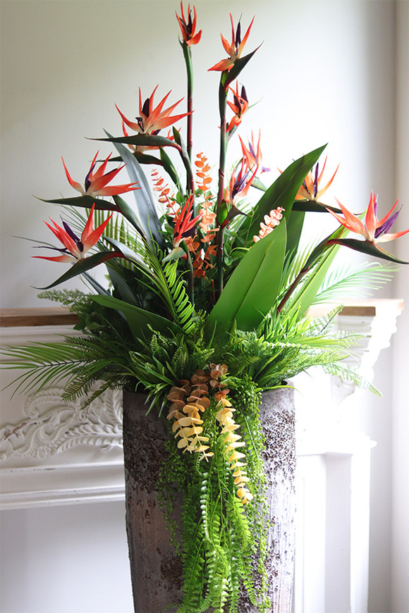 Strelicja Etna Hilton Red, egzotyczna kompozycja XXL w wysokiej donicy