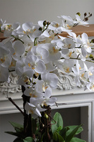 Biała Komnata Grande, biały storczyk w czarnej donicy z fiberglass