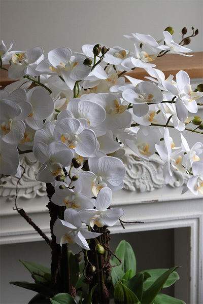 Biała Komnata Grande, biały storczyk w czarnej donicy z fiberglass