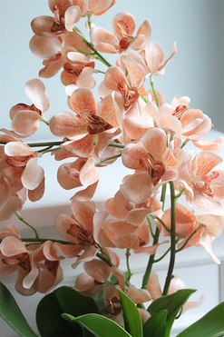 OD RĘKI Selania Brown, sztuczny storczyk, wys.55cm