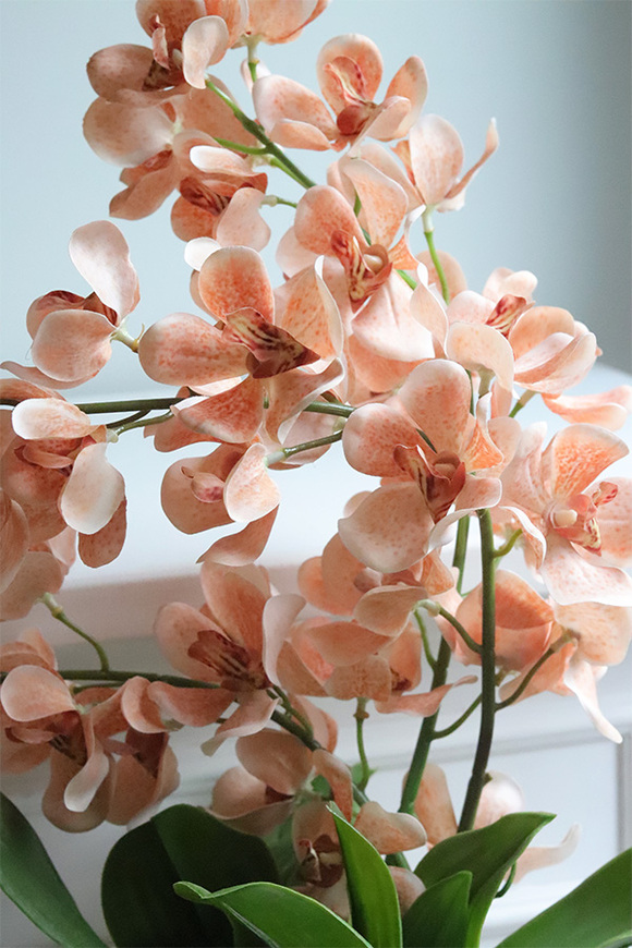 Selania Brown, sztuczny storczyk