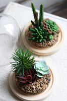 Glasso 2 Sukulenty, ogród w szkle, wym.16x14cm