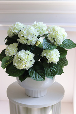 Pelargonie Białe, pelargonie w pucharze, wym.46x43cm