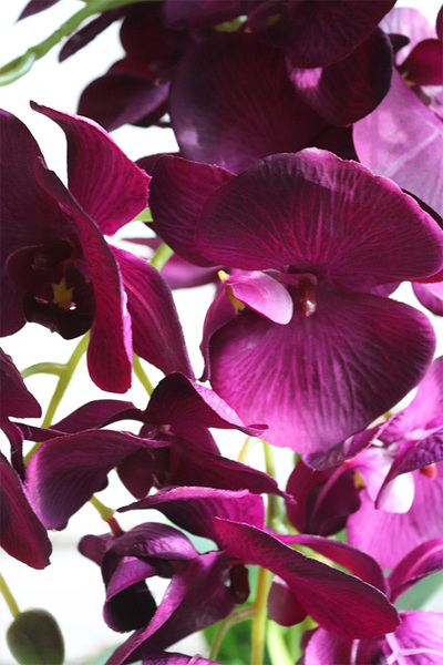 Violettista Purple, fioletowy storczyk w  kremowej donicy, wys.63cm