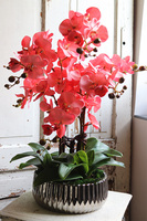 Koralovy Silver, różowy storczyk w srebrnej misie, wys.63cm