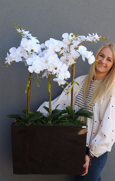 duży storczyk Marco Mediolan Hotel w brązowej plastikowej donicy, wys.101cm