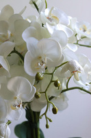 Globe, storczyk w czarnej donicy kuli