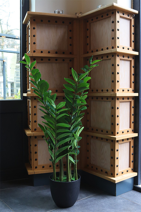 Zamiokulkas, wysokiej jakości sztuczna roślina