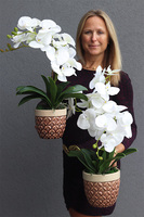 Bedytana, gumowy storczyk w brązowej donicy