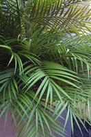 Areca Gold, kompozycja palma na stojaku