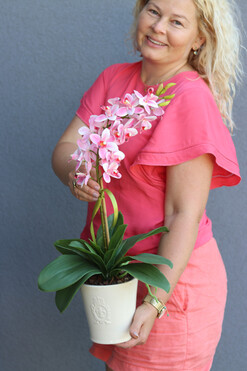 Thai Pink, gumowy storczyk w naczyniu, wys.56cm