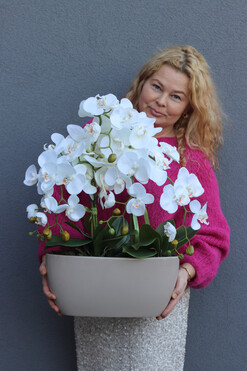 Beige Modeno, elegancki storczyk w beżowej donicy, wys.56cm 