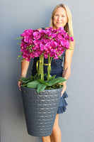 Fuksja Moreno Grande2, duży sztuczny storczyk w antracytowej donicy