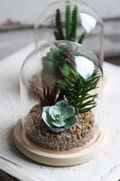 Glasso 2 Sukulenty, ogród w szkle, wym.16x14cm