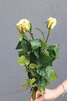 Róża Juliet, gałązka sztucznej róży, żółta